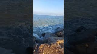 BOLOGNESE Nella risacca spigola branzino sarago bigfish fishingvideo shortsviral [upl. by Merrily]