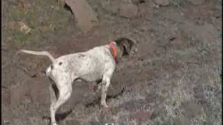 Pointer  English Pointer Dog [upl. by Arvell]