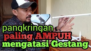 Pangkringan anti gestang [upl. by Powel]