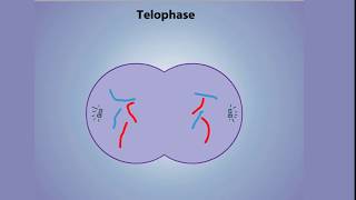 Stages of Mitosis  Prophase Prometaphase Metaphase Anaphase amp Telophase [upl. by Anihs]