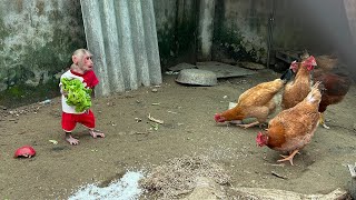 Bibi farmer enlisted harvest vegetables to help Grandma feed the chickens [upl. by Cyrie741]