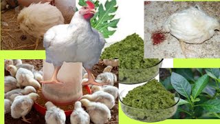 Herbal mixture to control stubborn coccidiosis in broilers  practical ways to prevent coccidiosis [upl. by Torbert]