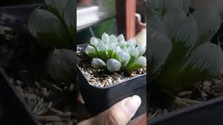 HAWORTHIA COOPERI TRUNCATA plantas succulents shorts haworthia [upl. by Tandy]