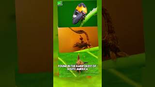 Treehopper looks like a helicopter shortvideo viral [upl. by Yorker]