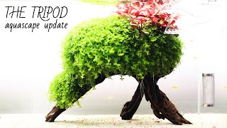 Aquascape THE TRIPOD update [upl. by Yerhcaz]