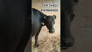 new cow bunnybuffalo buffalo bull kutchdairyfarm bunny animals kutch comedy [upl. by Hazeefah181]