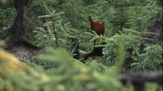 Chasse à lorignal  Réserve faunique de Matane  Sépaq [upl. by Babcock]