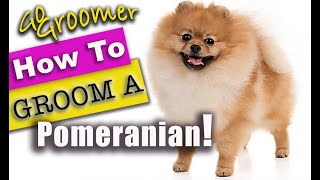 How to GROOM a POMERANIAN BestPomeranianTutorial [upl. by Adiaz]