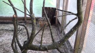 Brown Hare meets rabbit  interesting encounter [upl. by Yonina]