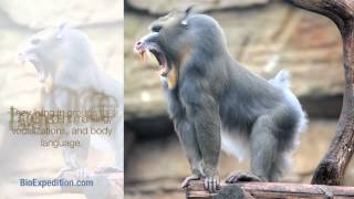 Information about Mandrill [upl. by Merras]