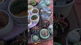 My collection of cristata amp Gymno cactuslife gymnocalyciumvariegata gardening [upl. by Azile]