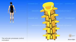 The lombar vertebra and the mobility of the lombar region [upl. by Slater690]