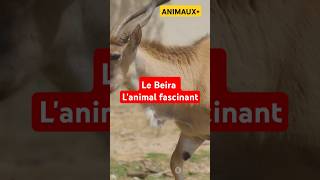 animals animaux documentaire actualités nature humor love info love video like [upl. by Durrell486]