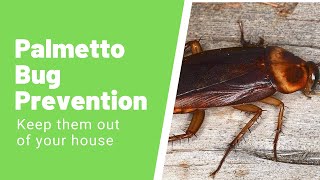 Palmetto Bug – How to Identify And Get Rid of Them [upl. by Siroved]