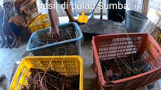 BONGKAR HASIL TANGKAPAN DI PULAU SUMBA spearfishing fishing fish lobster octopus [upl. by Niroc]