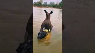 Kangaroo Tries To Drown Dog [upl. by Otis]