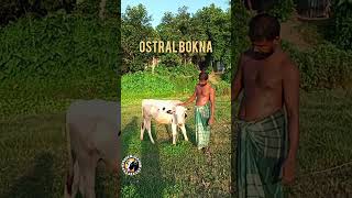 Ostral Bokna yt no1 cow animals eid viral viralshort viralshorts 2024 dairyfarm [upl. by Ettedo350]