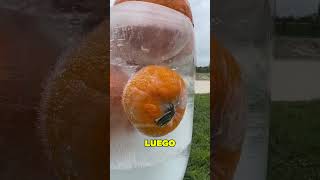 Rompió el Hielo y se Comió las Calabazas 😨 [upl. by Suertemed]