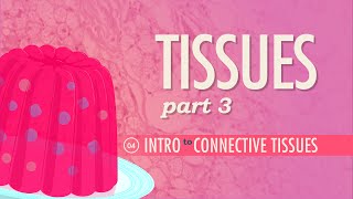 Tissues Part 3  Connective Tissues Crash Course Anatomy amp Physiology 4 [upl. by Nivrek600]