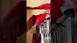 😂funny parrot cant stop watching them 😂 funnybirbs birdlover funnyanimals myfunnybirdie [upl. by Othe]