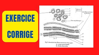 Exercice Corrigé Pour Comprendre La Structure Du Tissu Nerveux [upl. by Darb576]