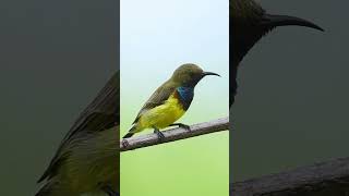 Olivebacked Sunbird wildlifephotography shotsvideo birdphotography birds wildlife [upl. by Enela]