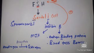 Easily explain LHFSH Sertoli amp Leydig cell in 3 minutes with mcqs [upl. by Gisele352]