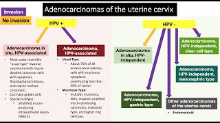 Endocervical Lesions [upl. by Harod768]