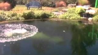 Natural Swimming Pool Pond  Typical  Total Habitat [upl. by Herald]