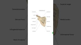 scapula bone posterior and anterior view humananatomy anatomylearning shorts trending bones [upl. by Eceerahs138]