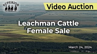 Leachman Cattle Spring Female Sale [upl. by Conant]