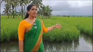 Kaipad Tourism കൈപ്പാട് ടൂറിസം कैपड पर्यटन [upl. by Leigh634]