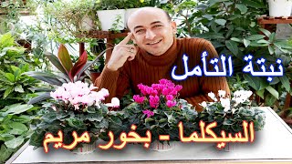 نبتة السيكلما  مميزات و رعاية و إكثار [upl. by Symer128]