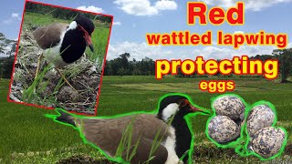 red wattled lapwing sheltering the eggs in paddy field [upl. by Luann]