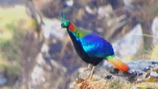 Himalayan Monal Male Bird  3 [upl. by Doig]