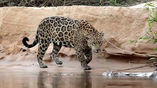 Travesías Fotográficas al Pantanal  En busca del Jaguar o Yaguarete [upl. by Cilegna486]