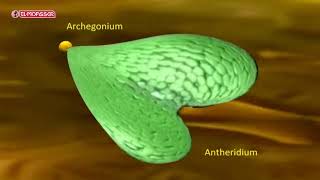 Biology  3Sec life cycle of a fern plant Polypodium [upl. by Attwood901]