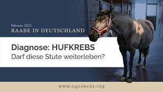 Raabe in Deutschland  Diagnose Hufkrebs [upl. by Auhsej]