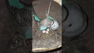 Breeding🥬🍎budgies loverbirdbirdsvlogspetsbirdsparrotpetsvlogsshorts [upl. by Waverly535]