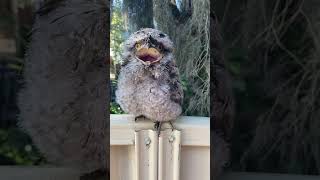 Baby tawny frogmouth owl 🦉 [upl. by Tigges]