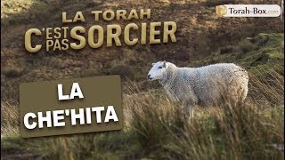 LA CHEHITA abattage rituel  La Torah cest pas sorcier [upl. by Starling]