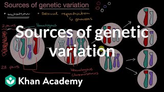 Sources of genetic variation  Inheritance and variation  High school biology  Khan Academy [upl. by Ranee231]