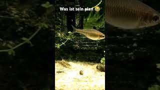 Lustiger verwirrter Fisch viralvideo nature fish trending short funnyvideo [upl. by Coletta]