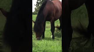 Mustang Lady Horse Happy amp Plump beautiful mustang horse mukbang shorts [upl. by Hillie]