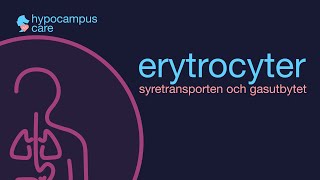 Röda blodkroppar erytrocyter amp gasutbytet [upl. by Mag]