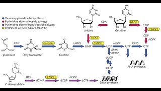 Discussion on the Salvage Pathway for Pyrimidine Nucleotides [upl. by Thaddeus735]