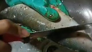 Cleaning milkfish 🦈🦈 fish satisfying fishscaling milkfish cleaning [upl. by Annirtak194]