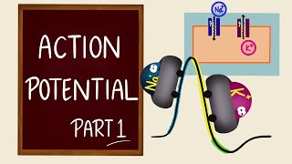 Action Potential in Neurons Animation [upl. by Filbert]