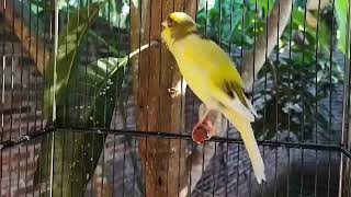 Belgian Canary Singing Training Male [upl. by Notnek]