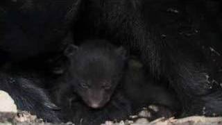 Wild Black Bear Mother and Cubs in Den [upl. by Koran787]